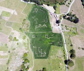 Pela's corn maze Pela's corn maze