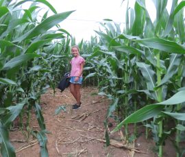 Pela's corn maze Pela's corn maze