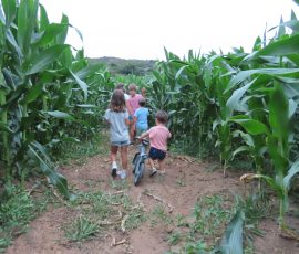 Pela's corn maze Pela's corn maze